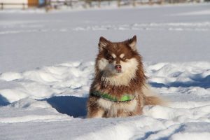 Nunna in the snow