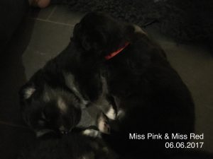 Miss Pinky & Miss Red 06.06.2017
