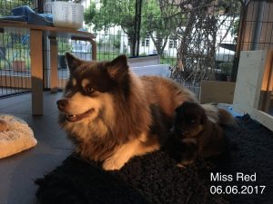 Miss Red mit Mamma Nunna 06.06.2017