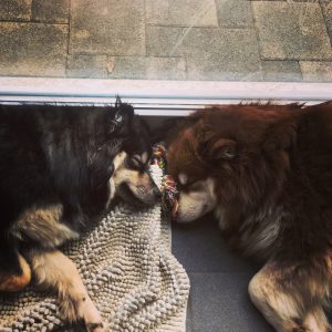 Kaysa und Nunna Dezember 2017