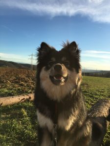 Finnischer Lapphund Kaysa