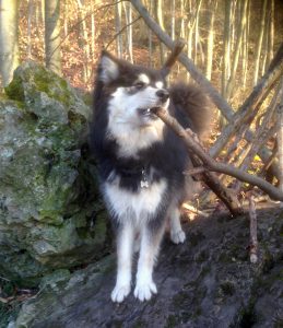 Finnischer Lapphund Kamu