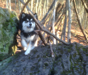 Finnischer Lapphund Kamu