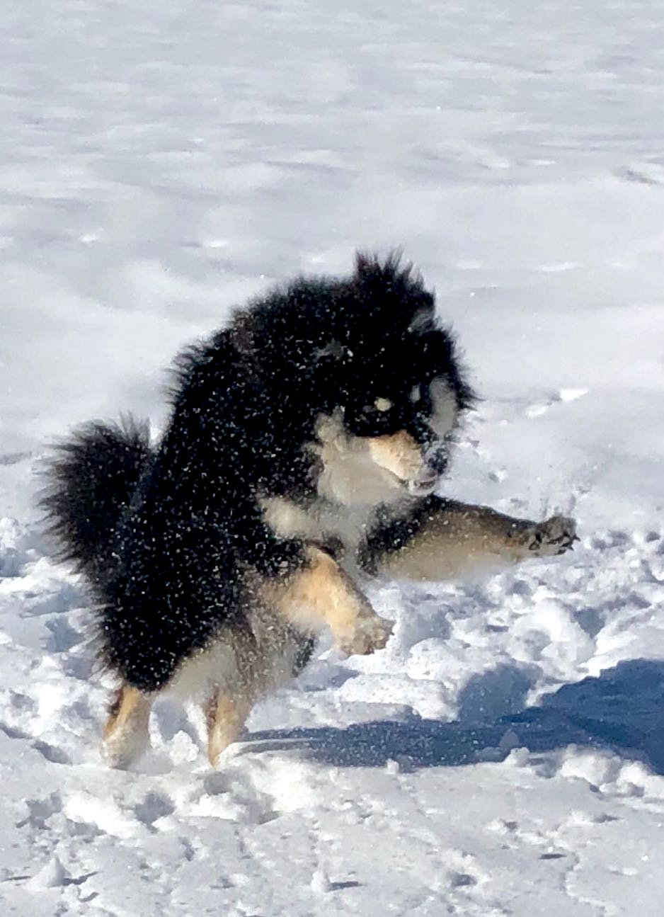 Finnischer Lapphund Kasper