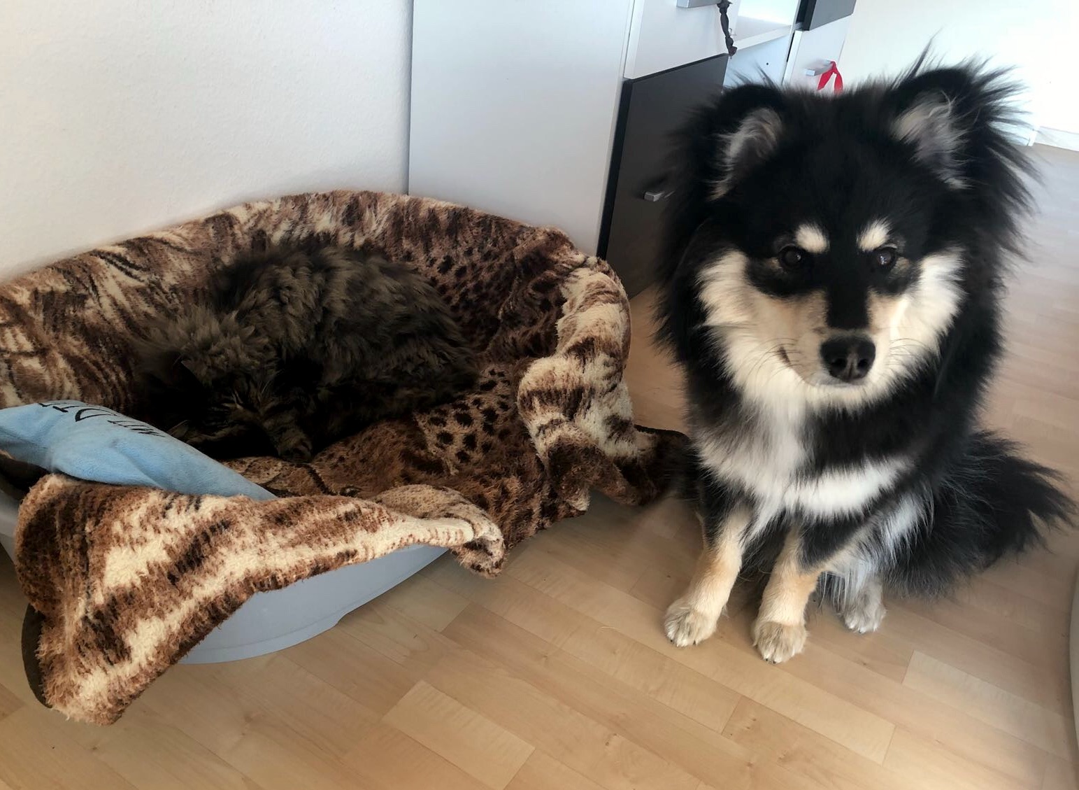 Finnischer Lapphund Kasper