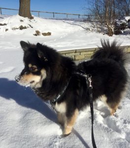 Finnischer Lapphund Keeva