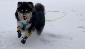 Finnischer Lapphund Kekoa