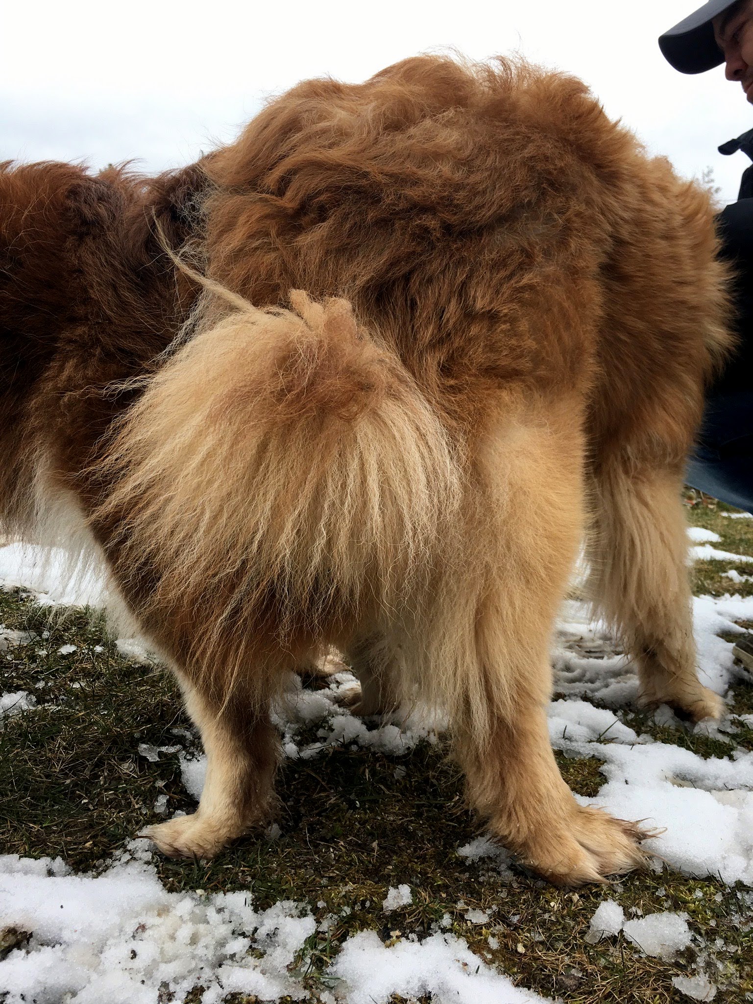 Paimenkoira - Finnischer Lapphunde Kennel