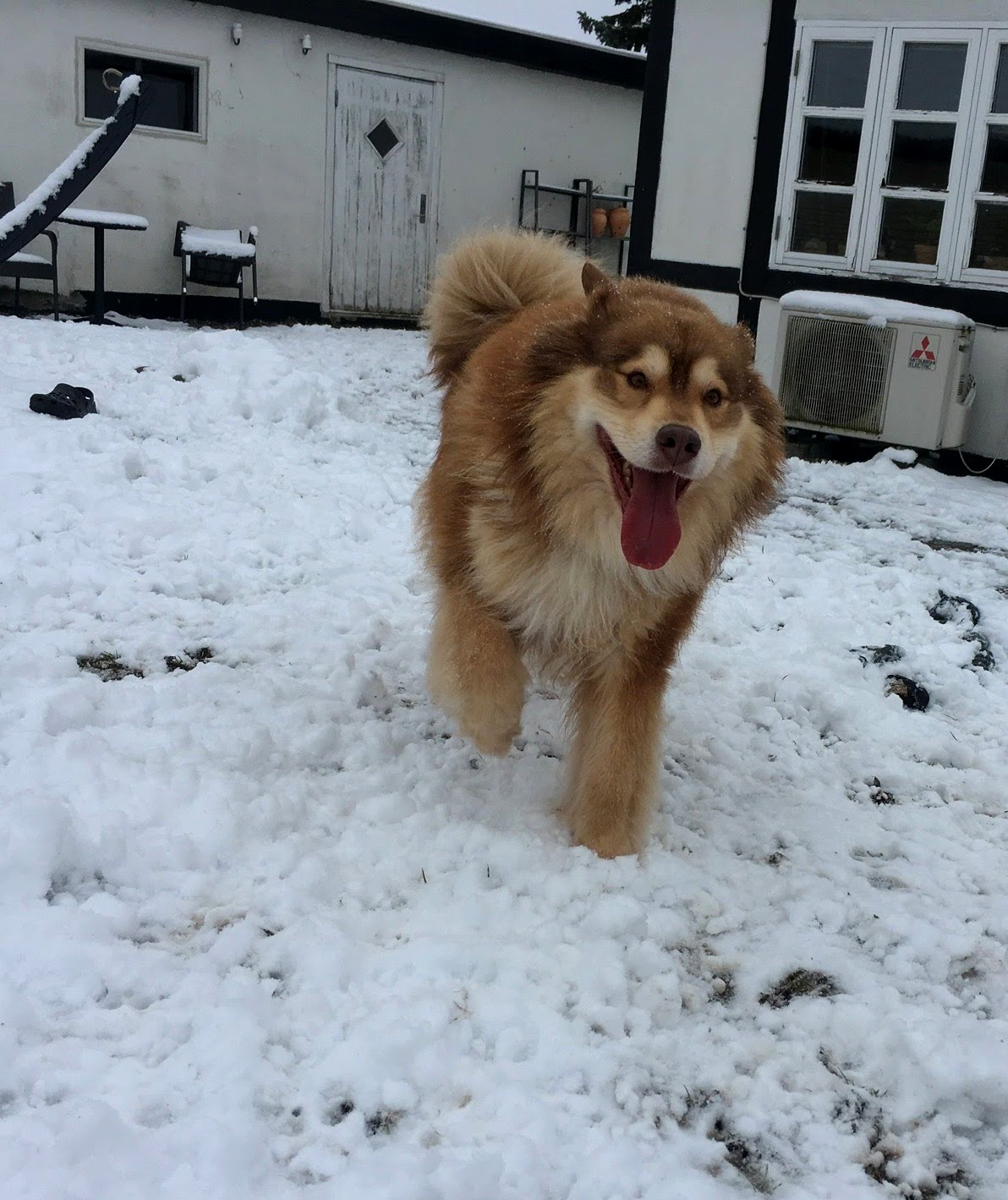 Paimenkoira - Finnischer Lapphunde Kennel