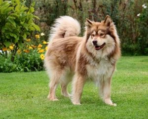 Paimenkoira - Finnischer Lapphunde Kennel