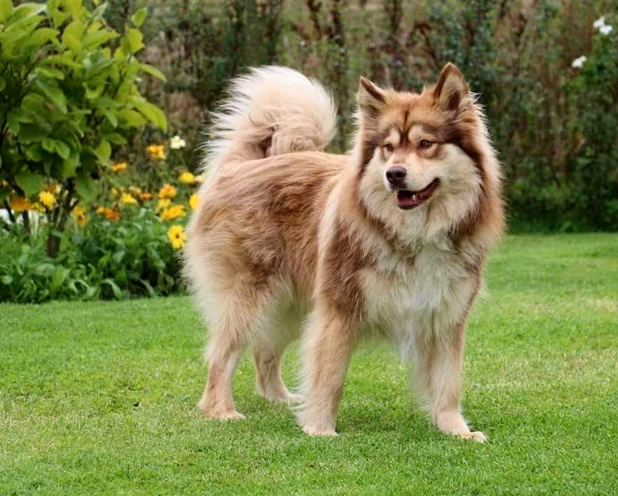 Paimenkoira - Finnischer Lapphunde Kennel