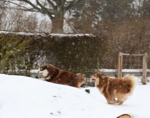 Paimenkoira - Finnischer Lapphunde Kennel