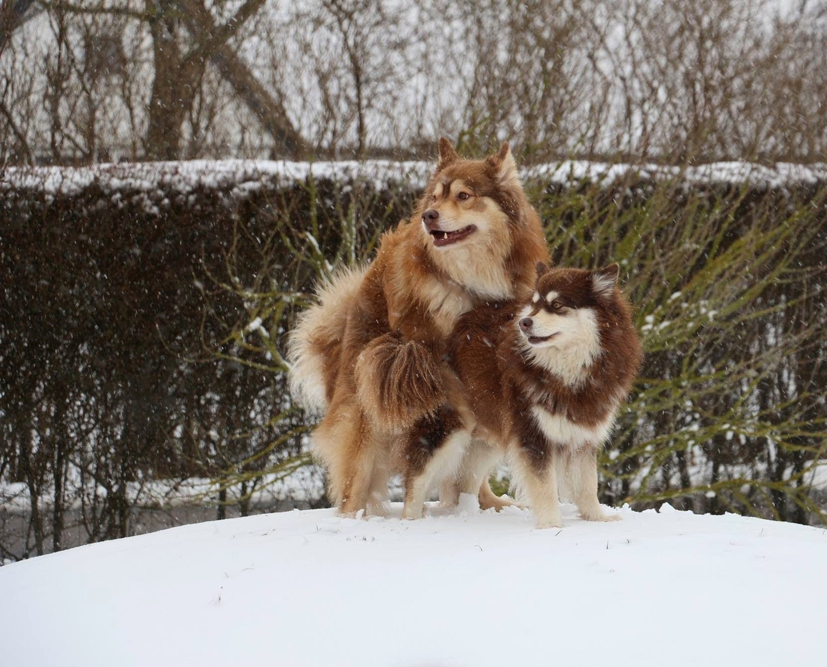 Paimenkoira - Finnischer Lapphunde Kennel