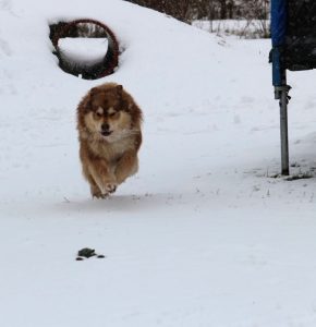 Paimenkoira - Finnischer Lapphunde Kennel