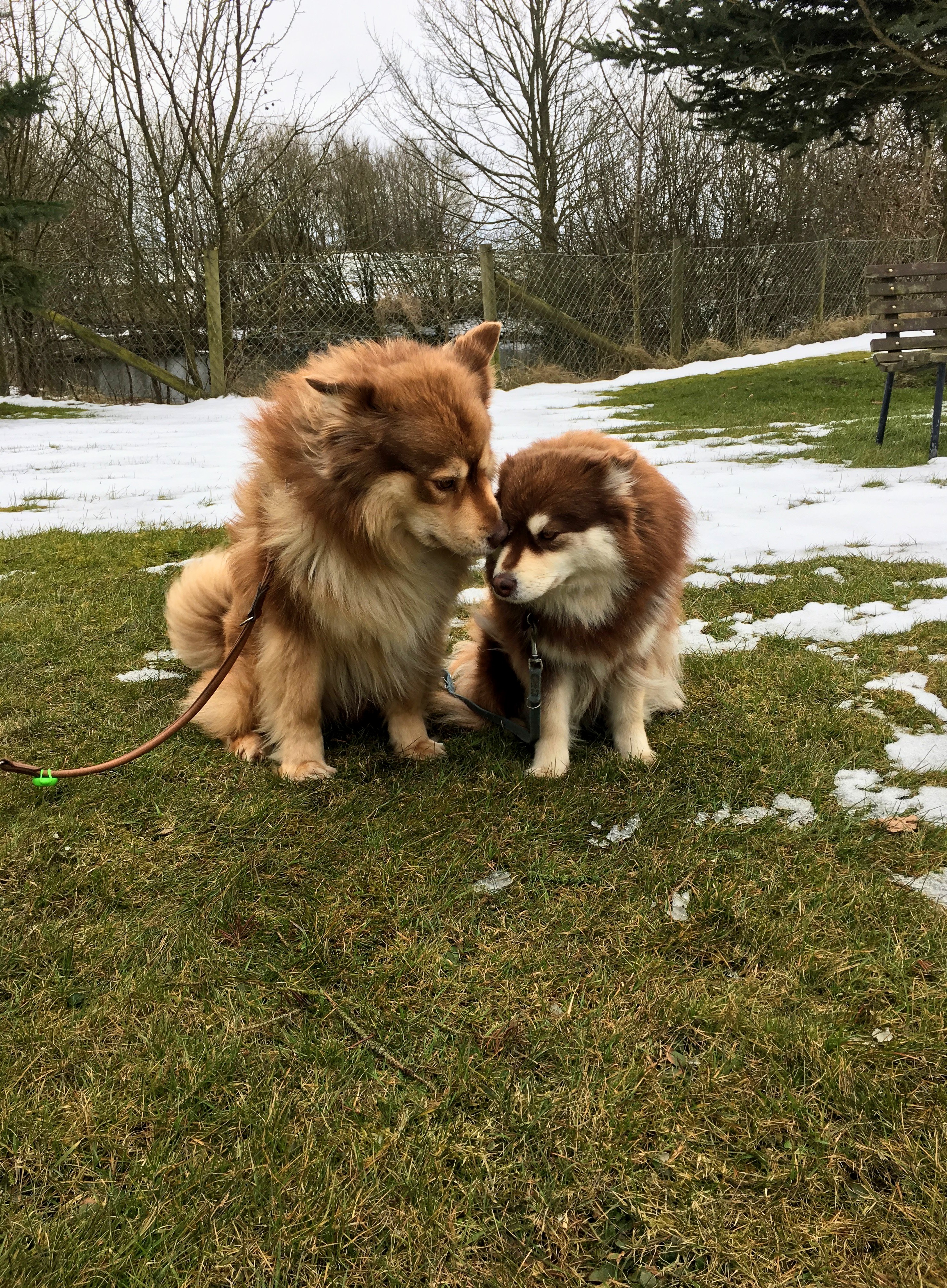 Paimenkoira - Finnischer Lapphunde Kennel