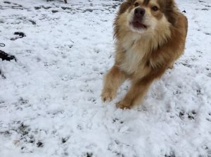 Paimenkoira - Finnischer Lapphunde Kennel