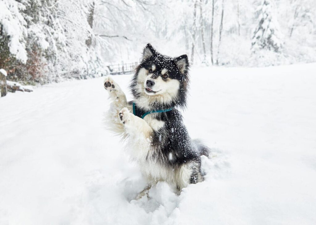 Paimenkoira Nukka im Schnee. Fotografiert von Evelyn Birrer-Amstutz