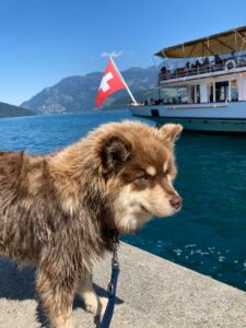 Paimenkoira Penny am Wasser in die Schweiz
