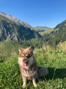 Paimenkoira Penny im Natur